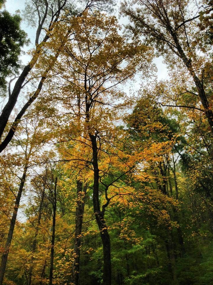 Camper submitted image from Pickwick Landing State Park Campground - 2