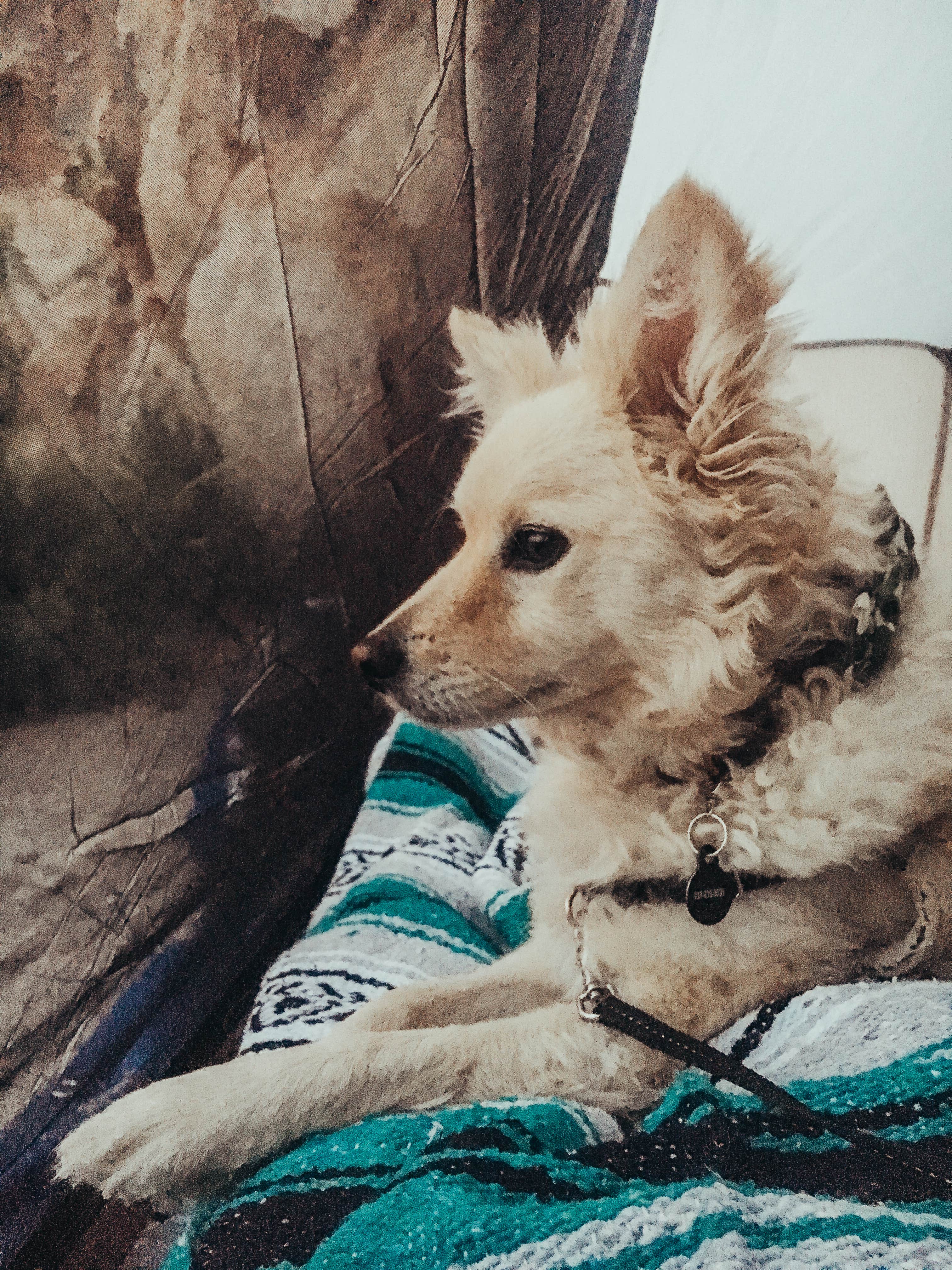 Heather L.'s photo of camping with pets at Indian Cove Campground — Joshua Tree National Park near Joshua Tree National Park