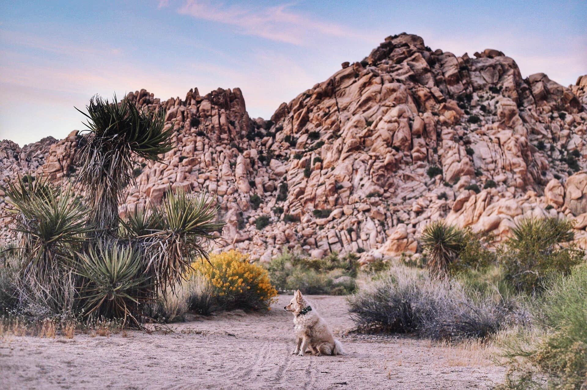 Heather L.'s photo of camping with pets at Indian Cove Campground — Joshua Tree National Park near Joshua Tree National Park