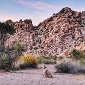 Review photo of Indian Cove - Joshua Tree National Park by Heather L., May 23, 2020