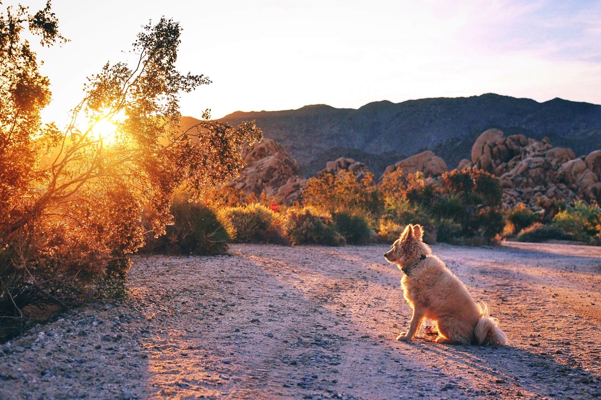 Heather L.'s photo of camping with pets at Indian Cove Campground — Joshua Tree National Park near Indio, CA