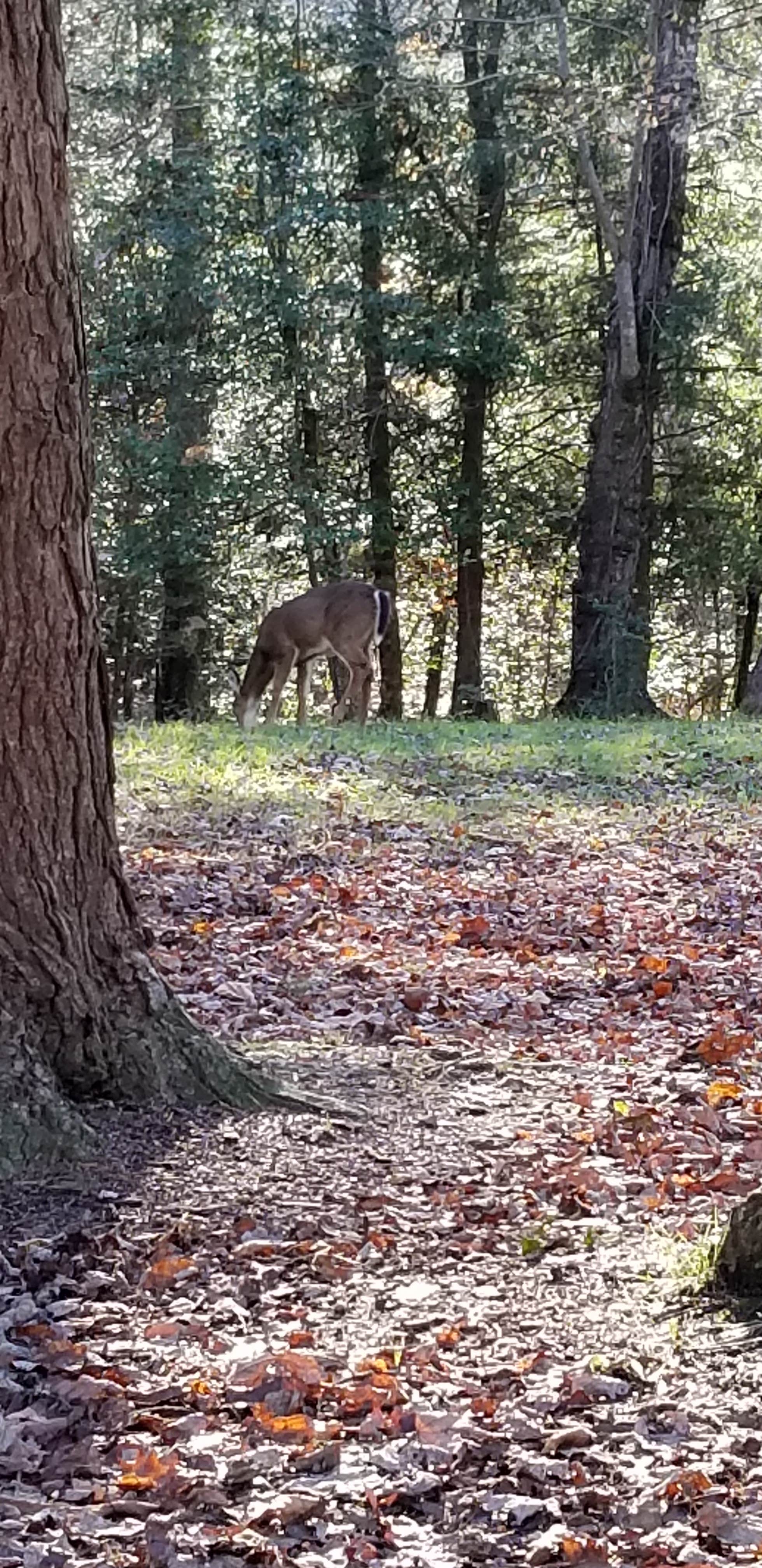 Bryan  R.'s photo of camping with a horse at Fall Creek Falls State Park Campground near Crossville, TN
