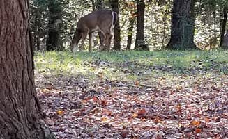 Bryan R.'s photo of camping with a horse at Fall Creek Falls State Park Campground near Sequatchie, TN