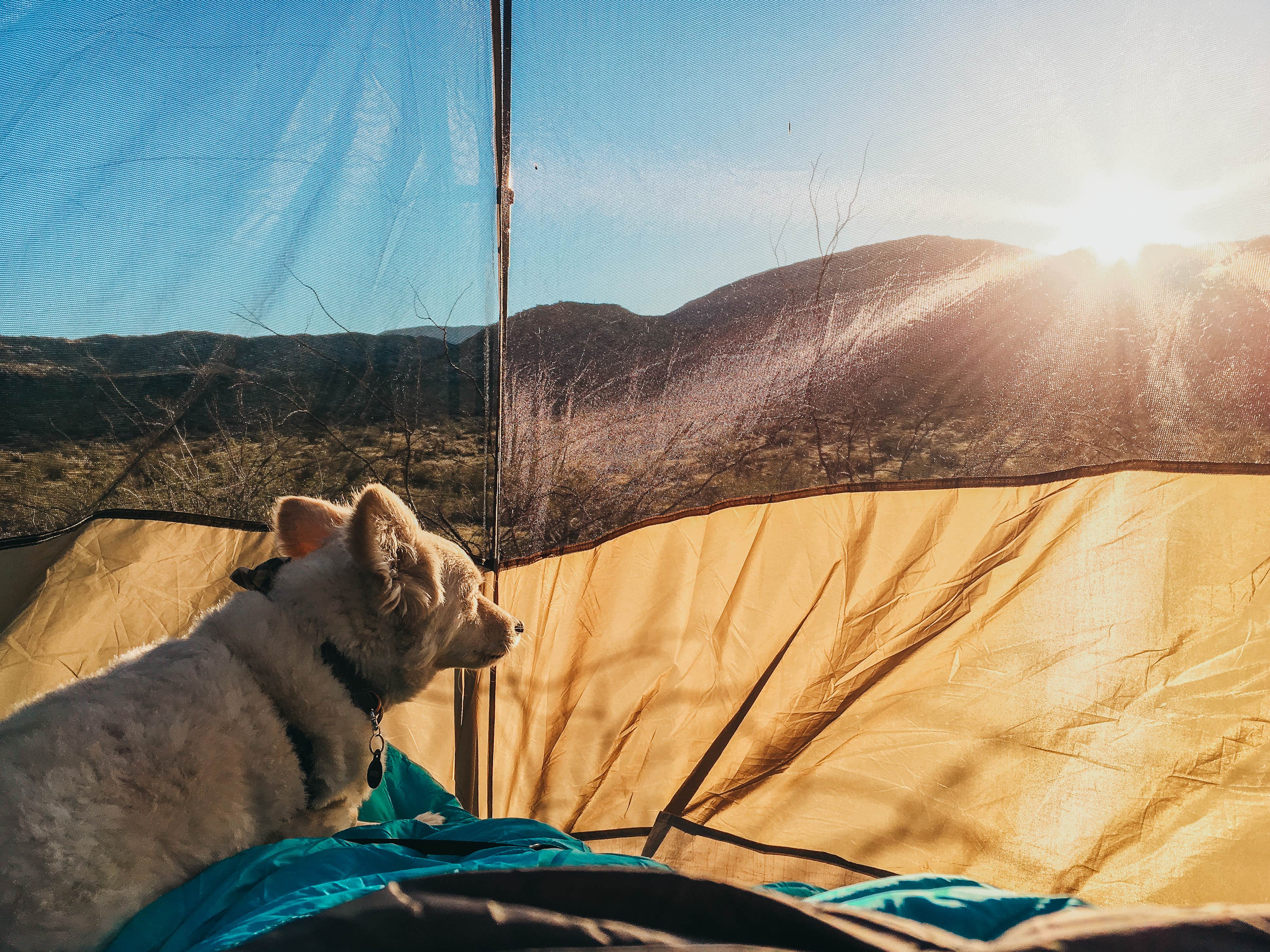 Heather L.'s photo of camping with pets at Blair Valley Primitive Campground — Anza-Borrego Desert State Park near Ocotillo Wells, CA