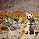 Review photo of Blair Valley Primitive Campground — Anza-Borrego Desert State Park by Heather L., May 23, 2020