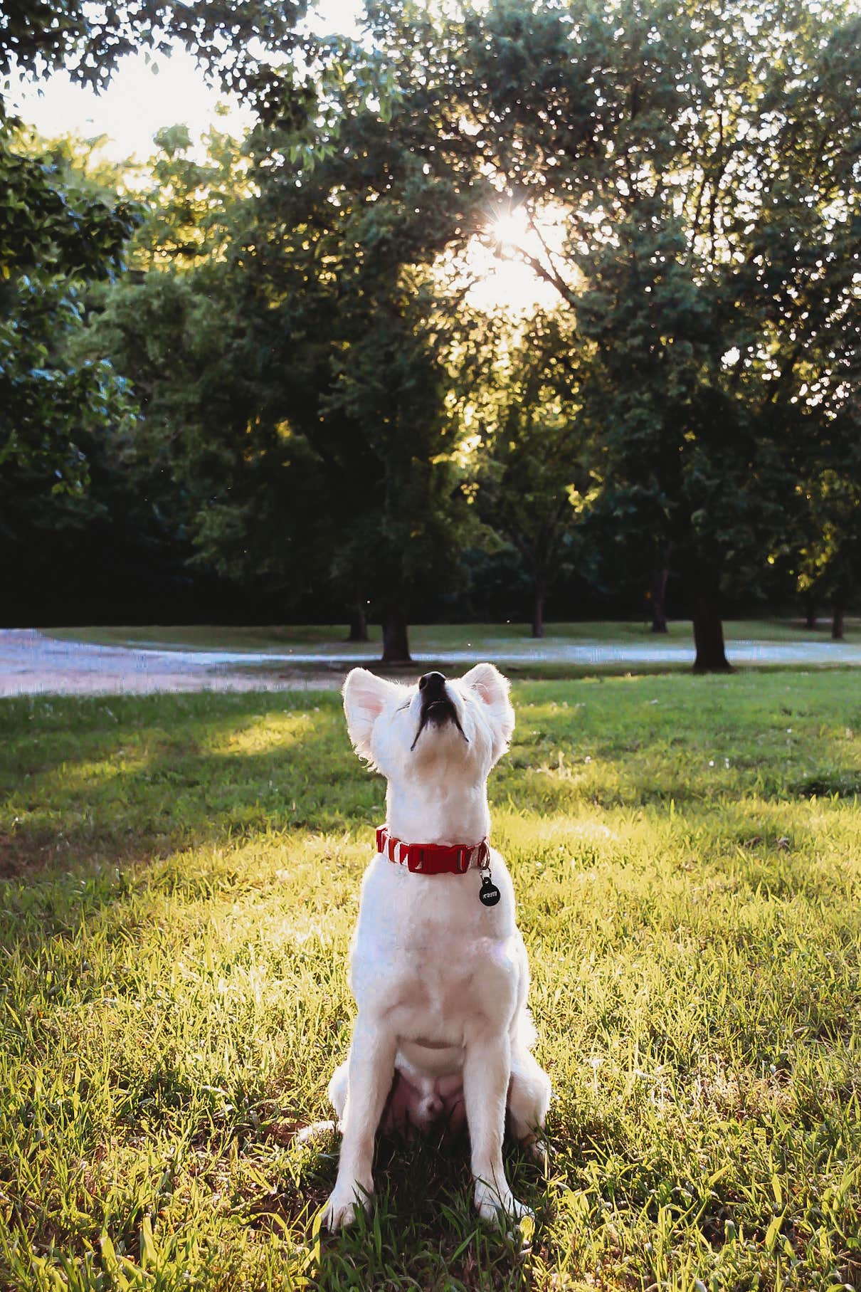 Heather L.'s photo of camping with pets at Buffalo Point — Buffalo National River near Buffalo National River