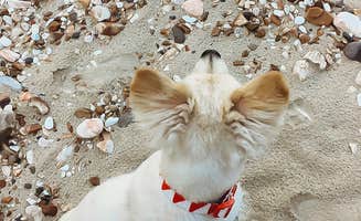 Heather L.'s photo of camping with pets at Buffalo Point — Buffalo National River near Harriet, AR