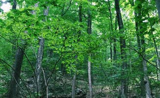 Lynn G.'s photo of a dispersed camping area at Paragon Dispersed Camping Area near Daniel Boone National Forest