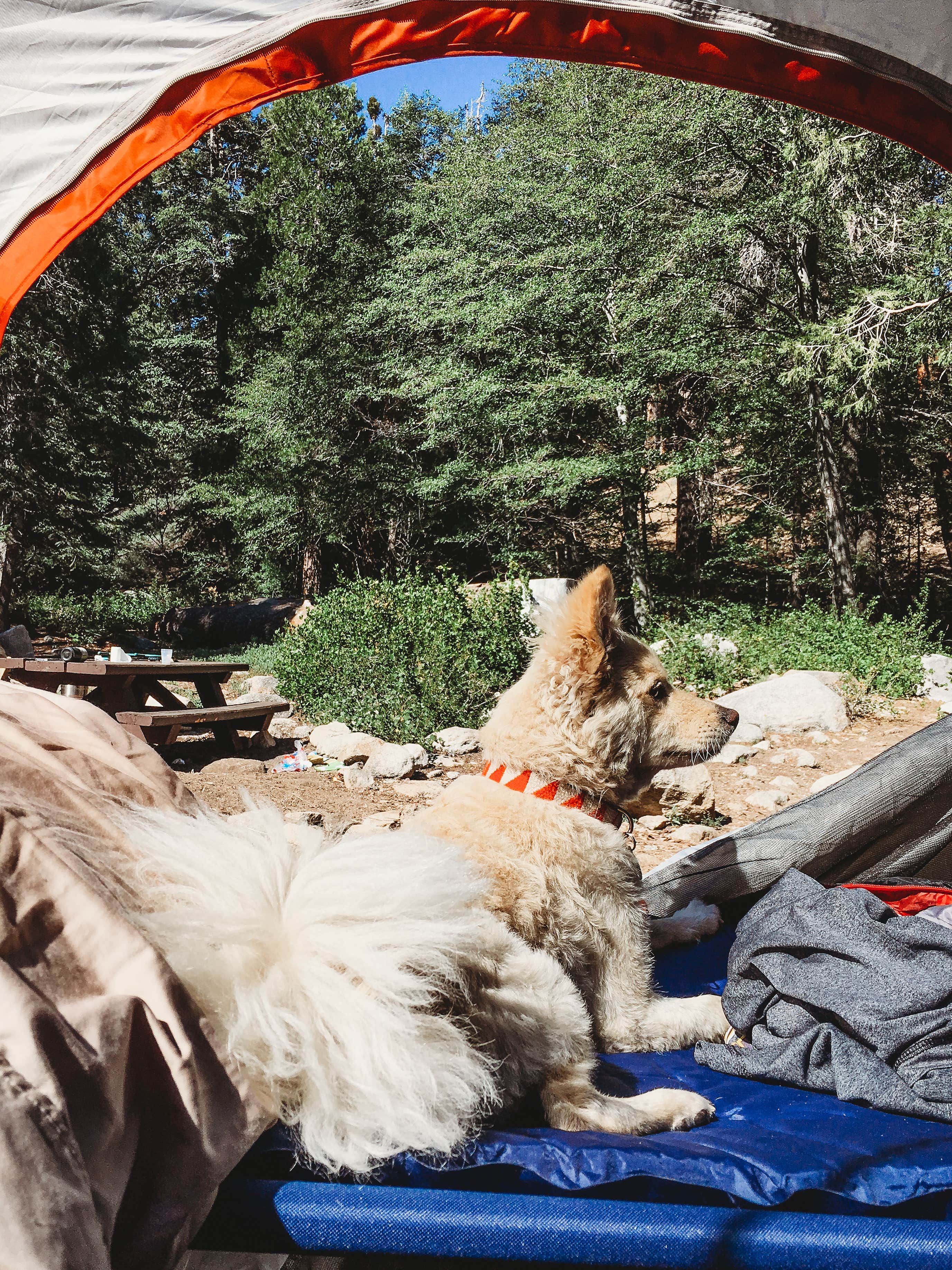 Heather L.'s photo of camping with pets at Buckhorn Campground near Acton, CA