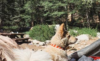 Heather L.'s photo of camping with pets at Buckhorn Campground near San Gabriel, CA