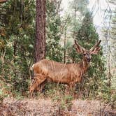 Review photo of Sequoia National Forest Hume Lake Campground by Heather L., May 24, 2020