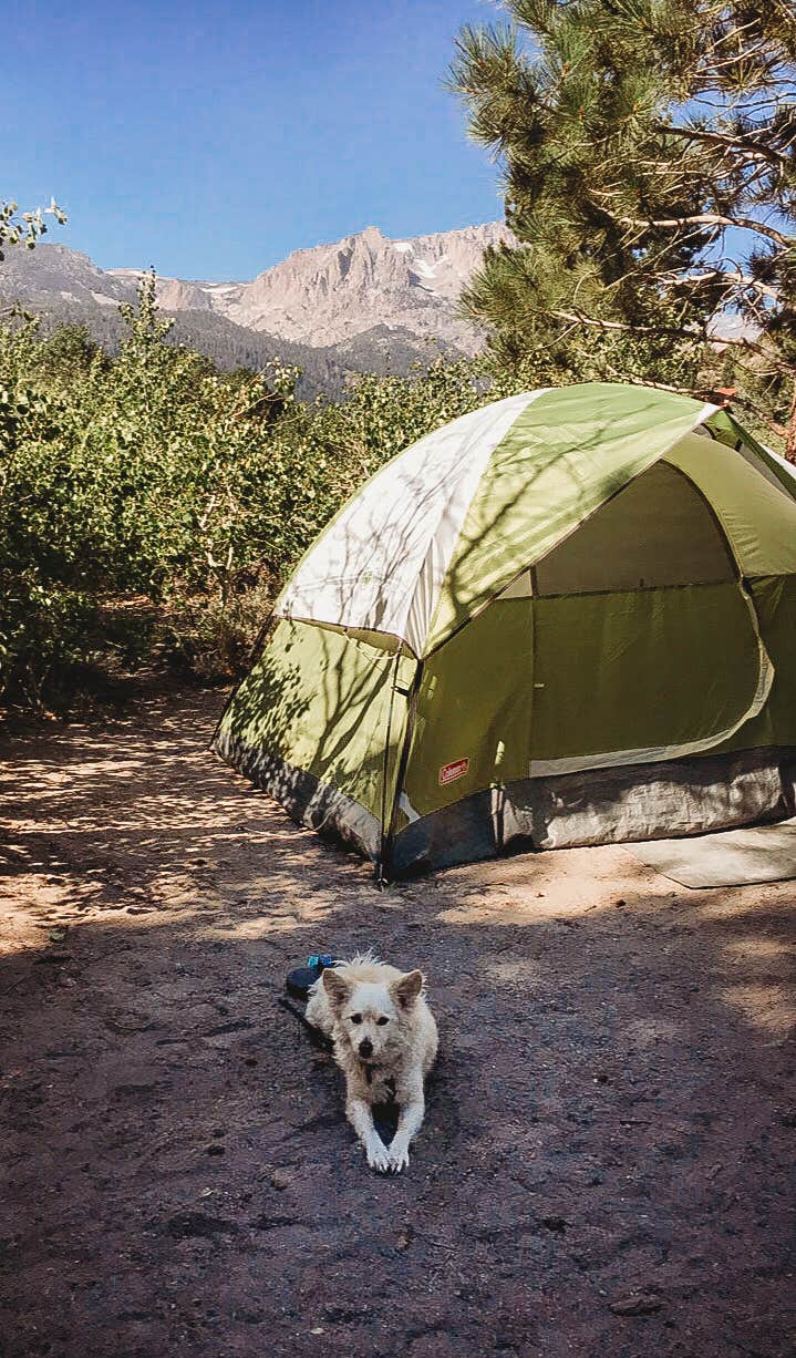 Heather L.'s photo of camping with pets at June Lake Campground near Bridgeport, CA