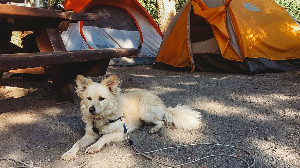 Heather L.'s photo of camping with pets at June Lake Campground near Tahoe National Forest