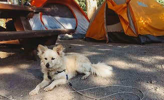 Heather L.'s photo of camping with pets at June Lake Campground near Bridgeport, CA
