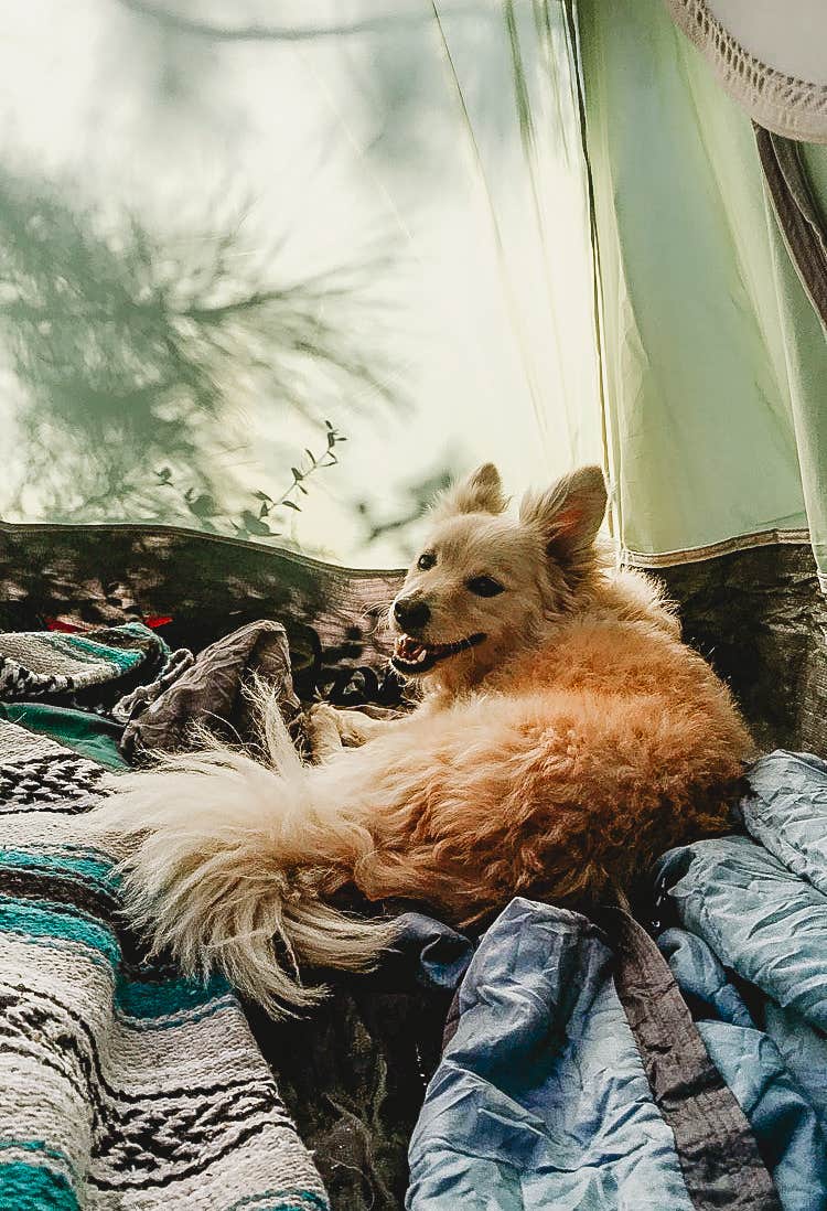 Heather L.'s photo of camping with pets at June Lake Campground near Bridgeport, CA