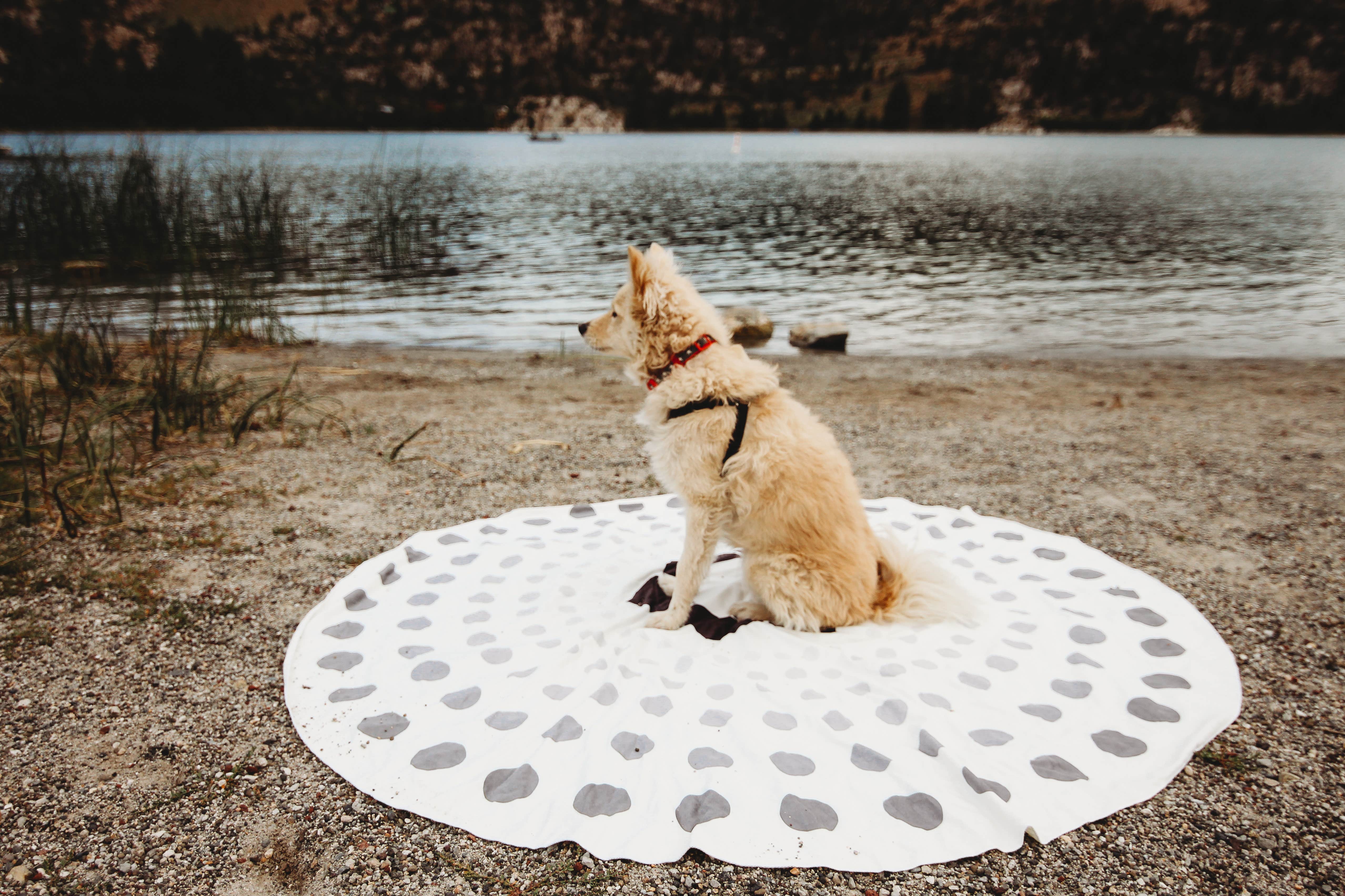 Heather L.'s photo of camping with pets at June Lake Campground near Mono City, CA