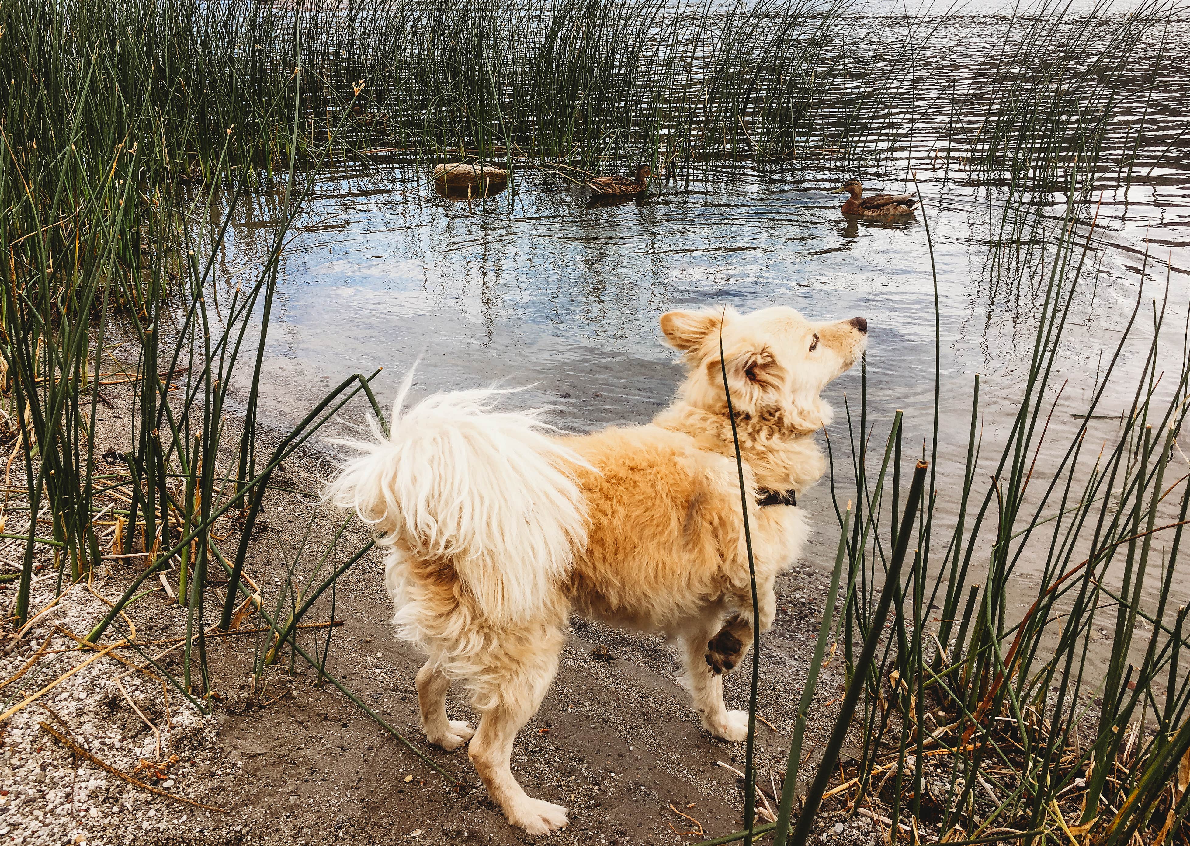 Heather L.'s photo of camping with pets at June Lake Campground near Inyo National Forest