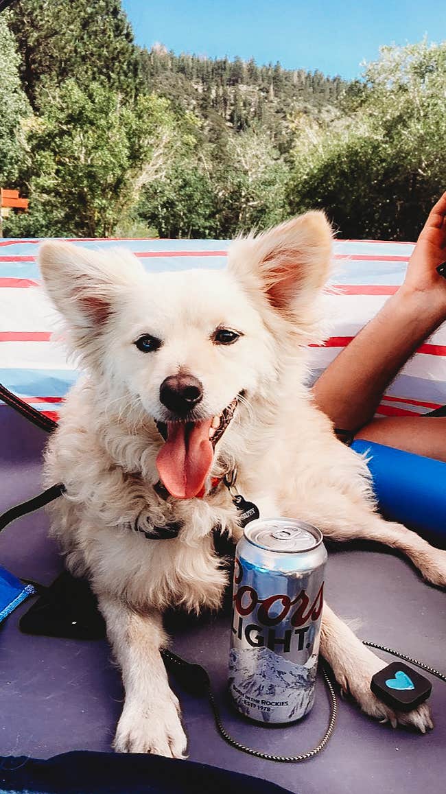 Heather L.'s photo of camping with pets at June Lake Campground near Mammoth Lakes, CA