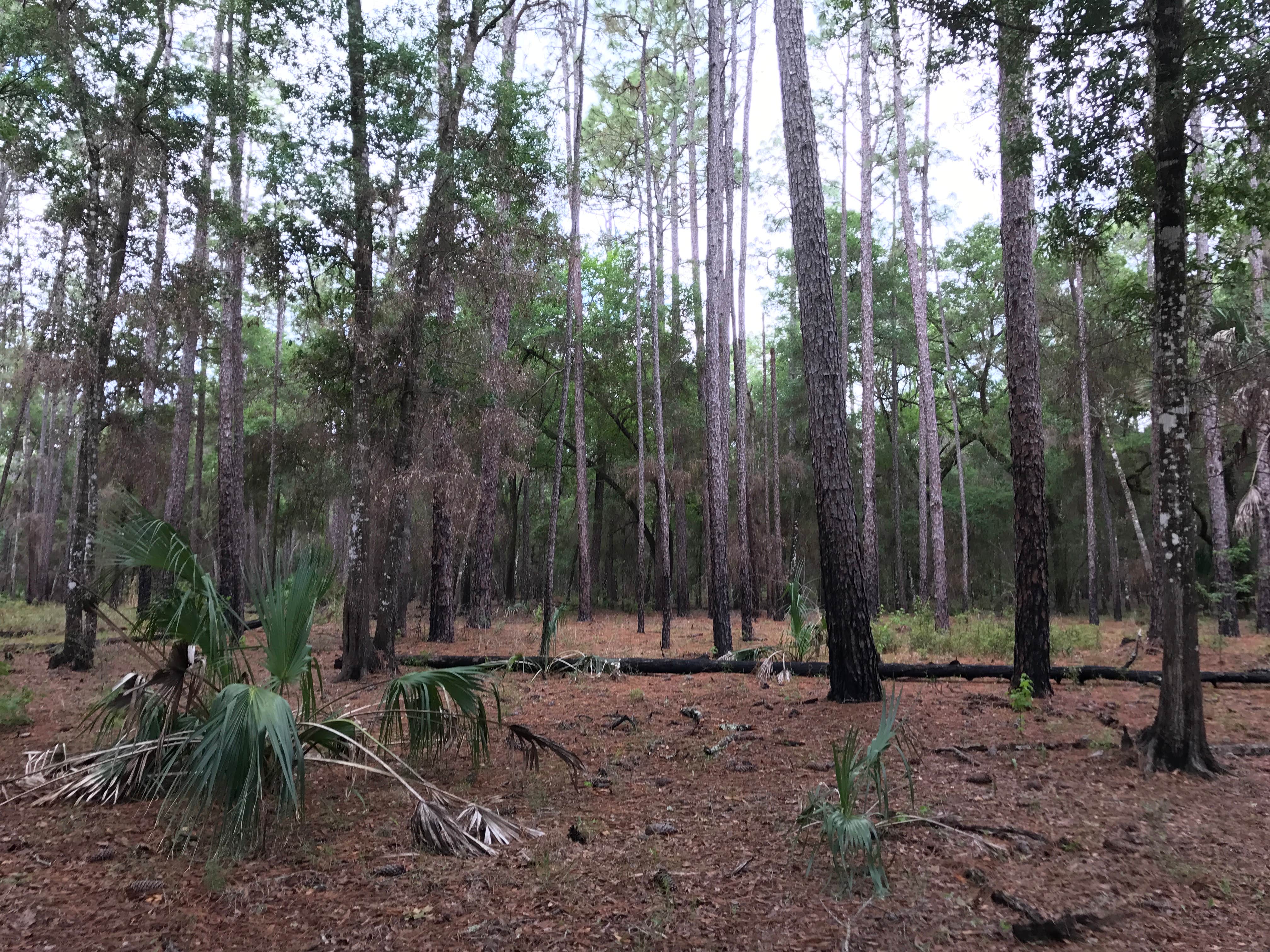 Camper submitted image from Withlacoochee State Forest - Annutteliga Hammock Trail - 2