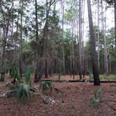 Review photo of Withlacoochee State Forest - Annutteliga Hammock Trail by Alyssa D., May 24, 2020