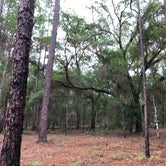 Review photo of Withlacoochee State Forest - Annutteliga Hammock Trail by Alyssa D., May 24, 2020