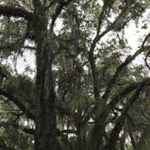 Review photo of Withlacoochee State Forest - Annutteliga Hammock Trail by Alyssa D., May 24, 2020