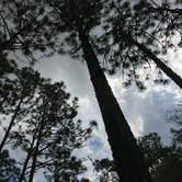 Review photo of Withlacoochee State Forest - Annutteliga Hammock Trail by Alyssa D., May 24, 2020