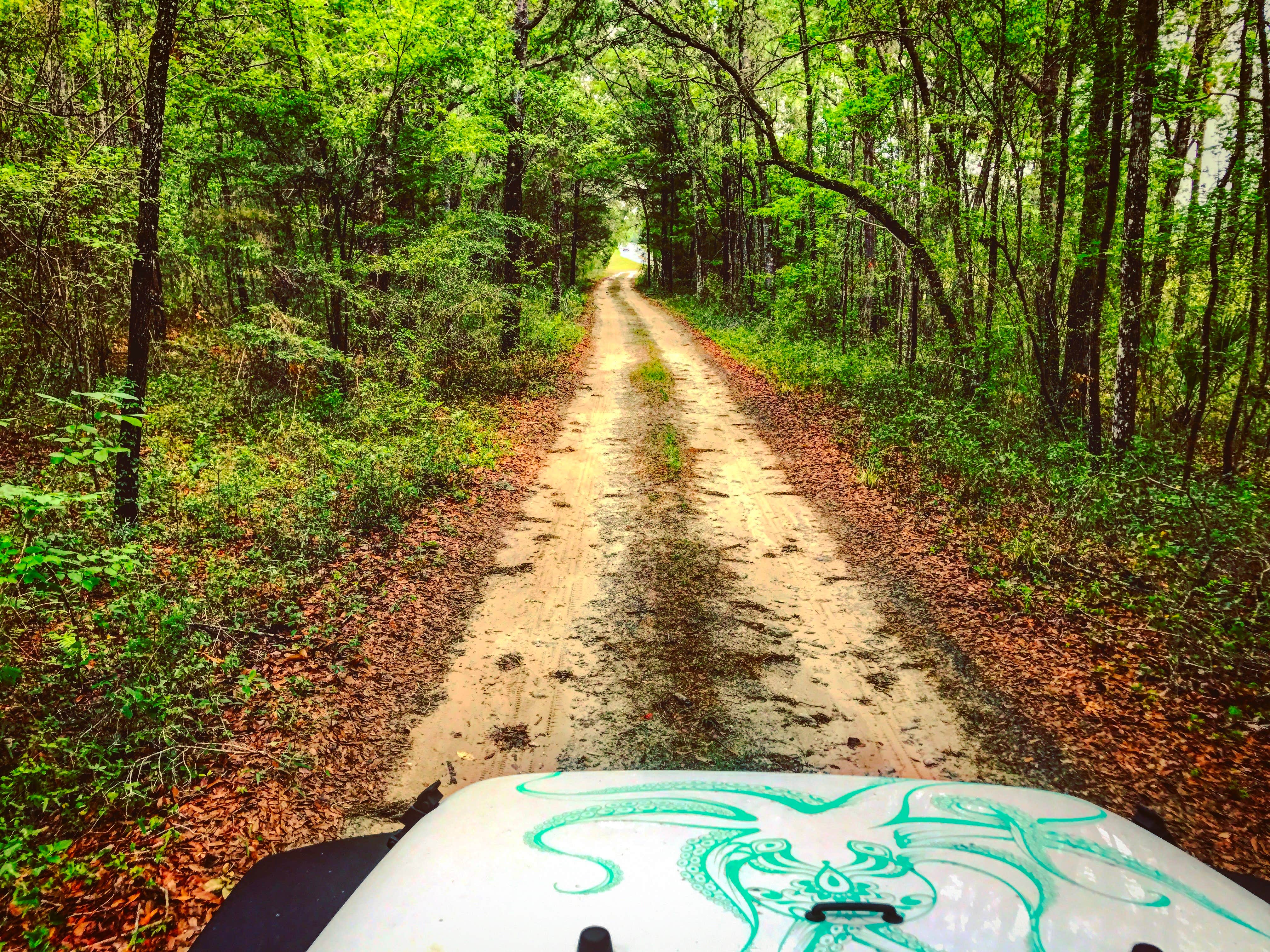 Camper submitted image from Withlacoochee State Forest - Annutteliga Hammock Trail - 3