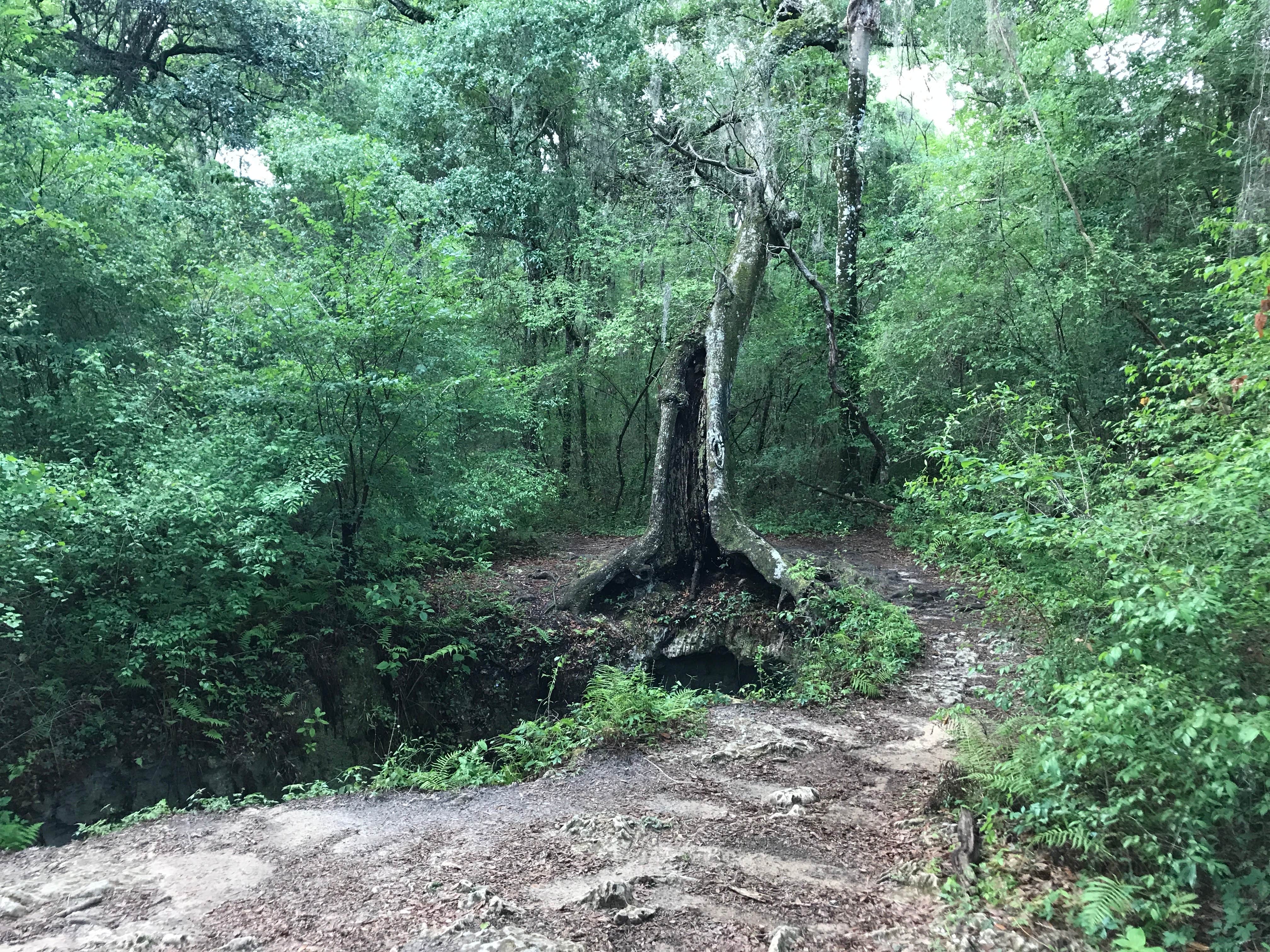 Camper submitted image from Withlacoochee State Forest - Annutteliga Hammock Trail - 4