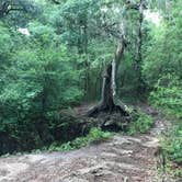 Review photo of Withlacoochee State Forest - Annutteliga Hammock Trail by Alyssa D., May 24, 2020