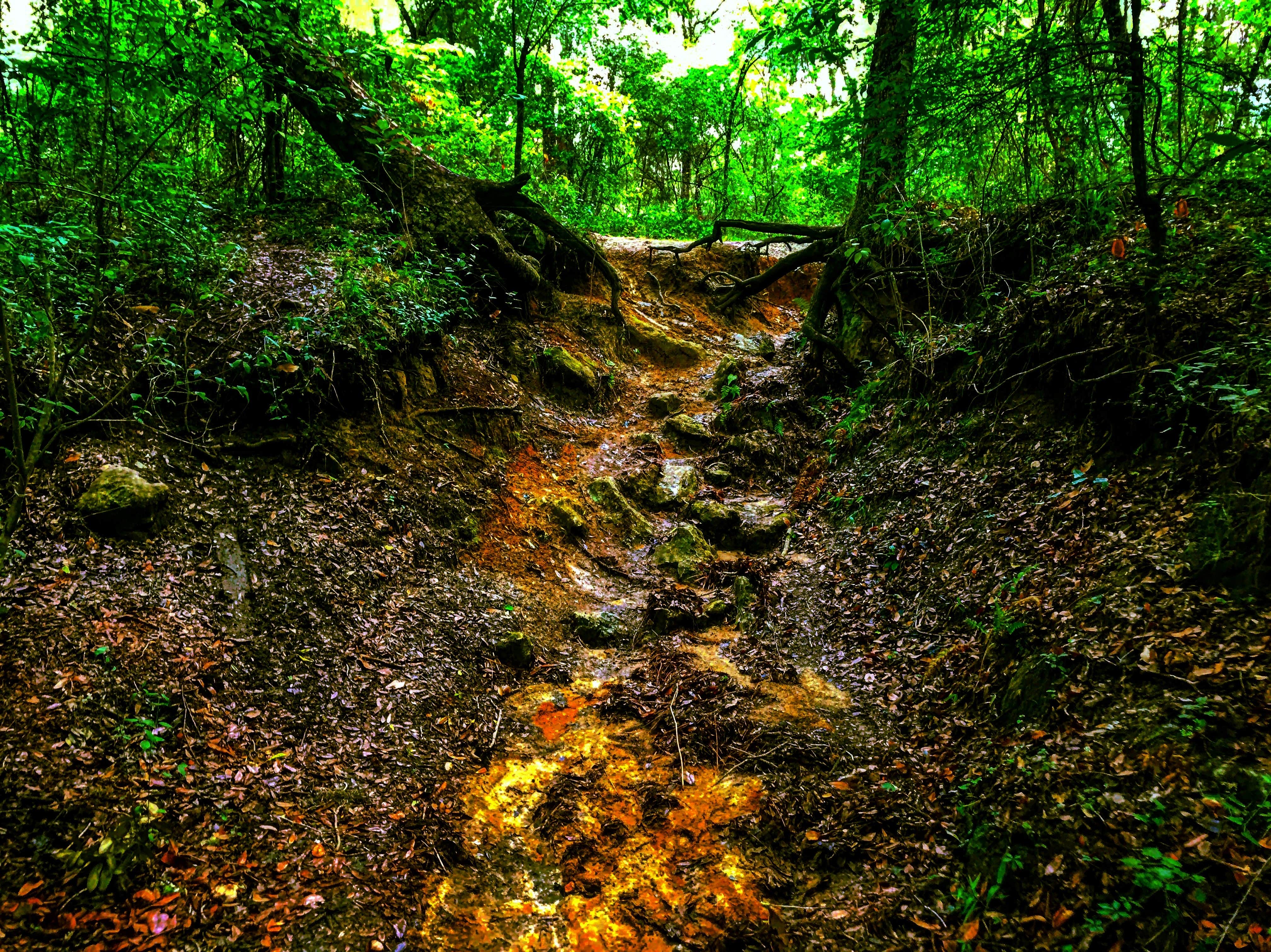 Camper-submitted photo at Withlacoochee State Forest - Annutteliga Hammock Trail near Weeki Wachee, FL