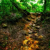 Review photo of Withlacoochee State Forest - Annutteliga Hammock Trail by Alyssa D., May 24, 2020