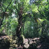 Review photo of Withlacoochee State Forest - Annutteliga Hammock Trail by Alyssa D., May 24, 2020