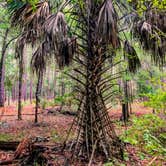 Review photo of Withlacoochee State Forest - Annutteliga Hammock Trail by Alyssa D., May 24, 2020