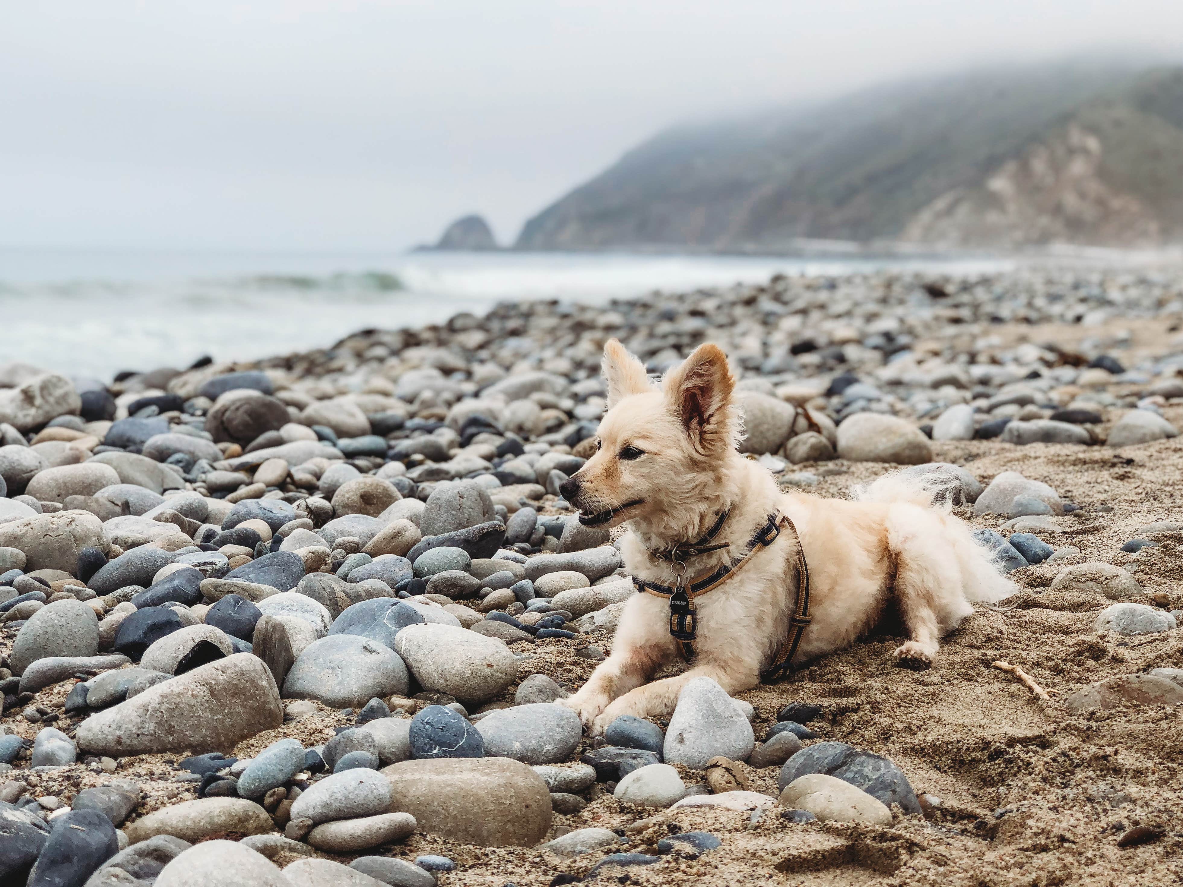 Heather L.'s photo of camping with pets at Thornhill Broome Beach — Point Mugu State Park near Camarillo, CA