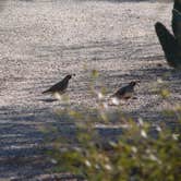 Review photo of Catalina State Park Campground by Amber A., June 30, 2016