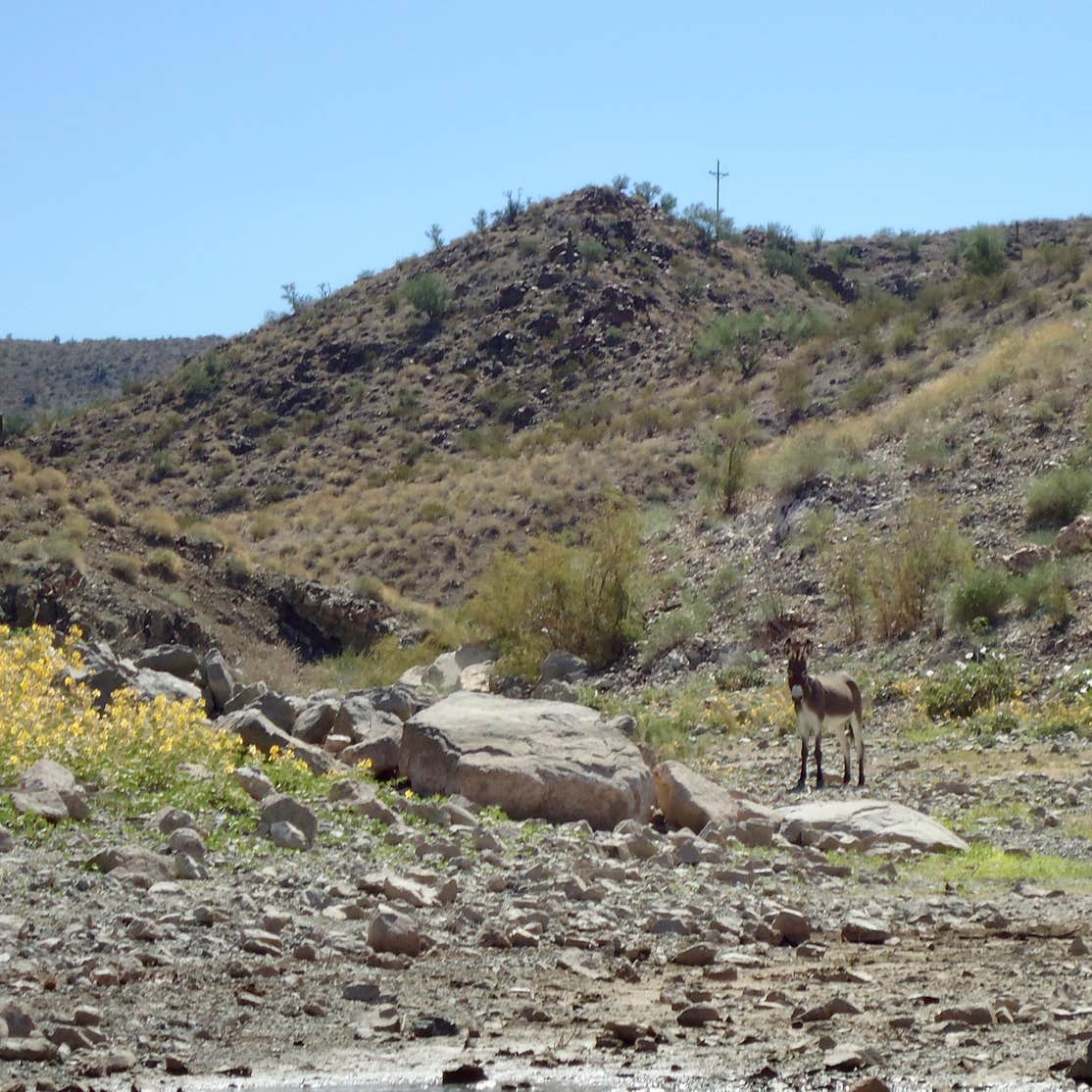 Alamo Lake State Park Camping Wenden, AZ The Dyrt