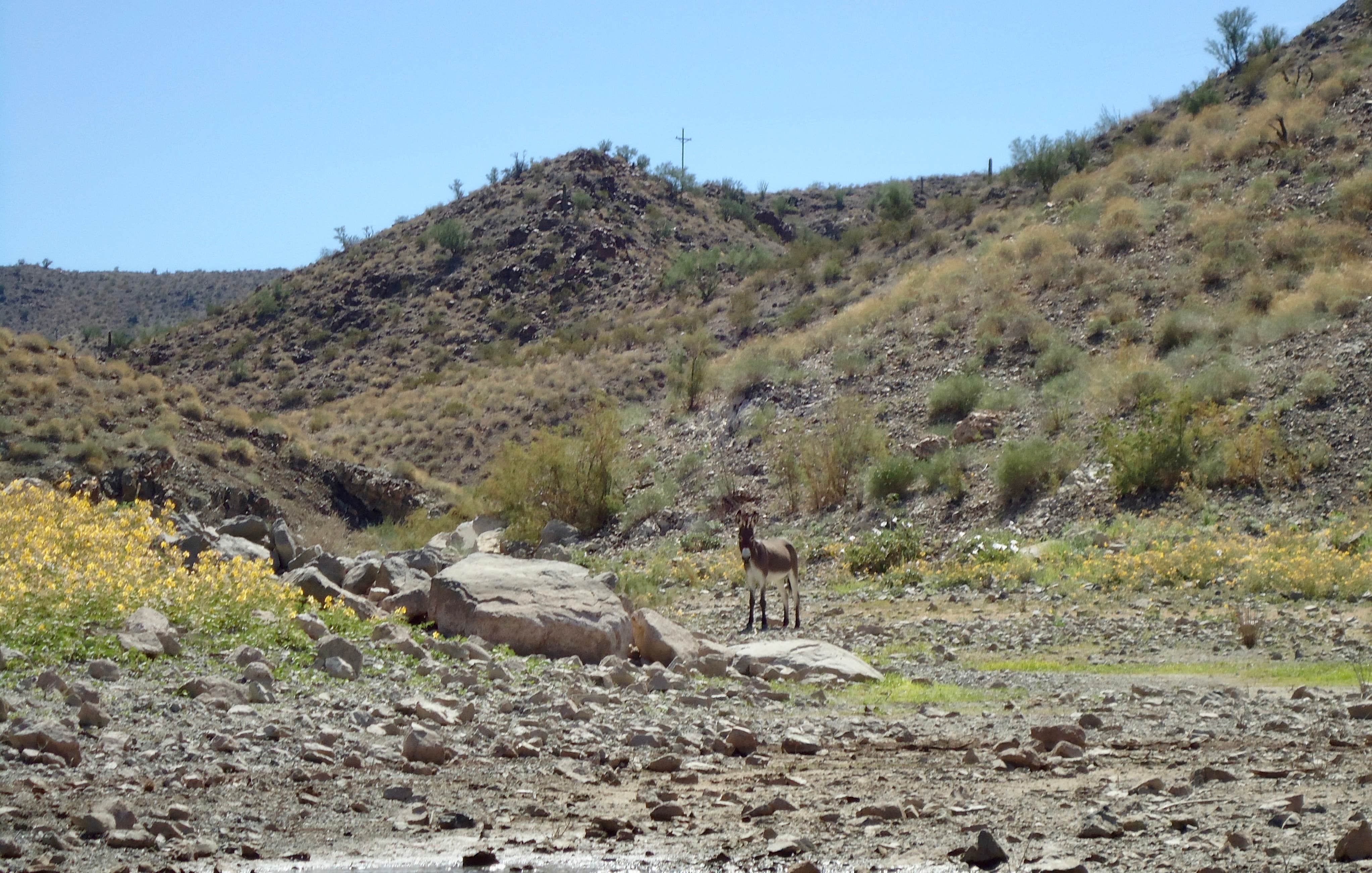 Camper submitted image from Alamo Lake State Park Campground - 2