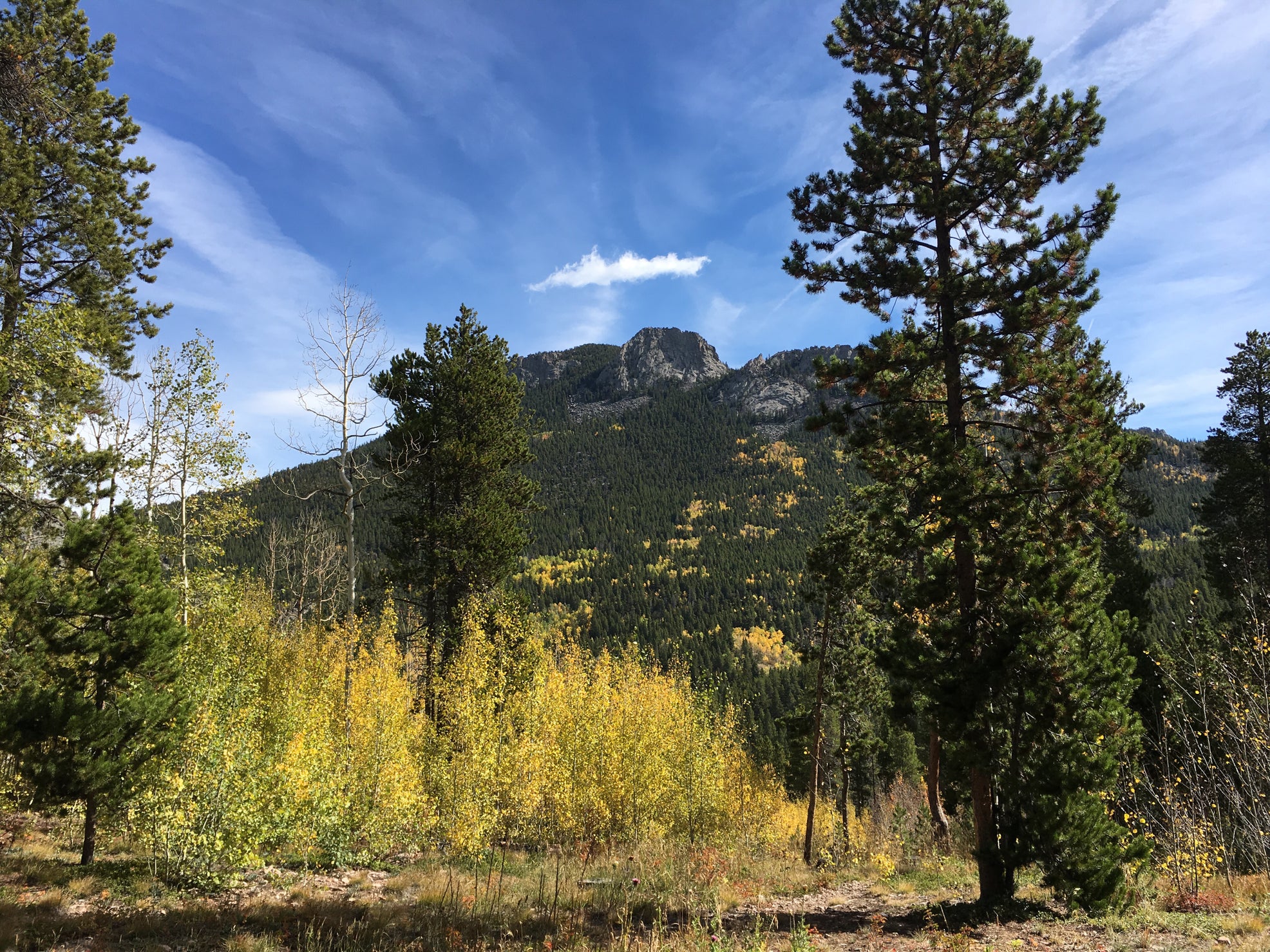 Pike’s Peak mountain formation behind aspen trees at Reverend’s Ridge Campground