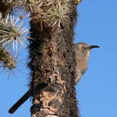 Review photo of Catalina State Park Campground by Amber A., June 30, 2016