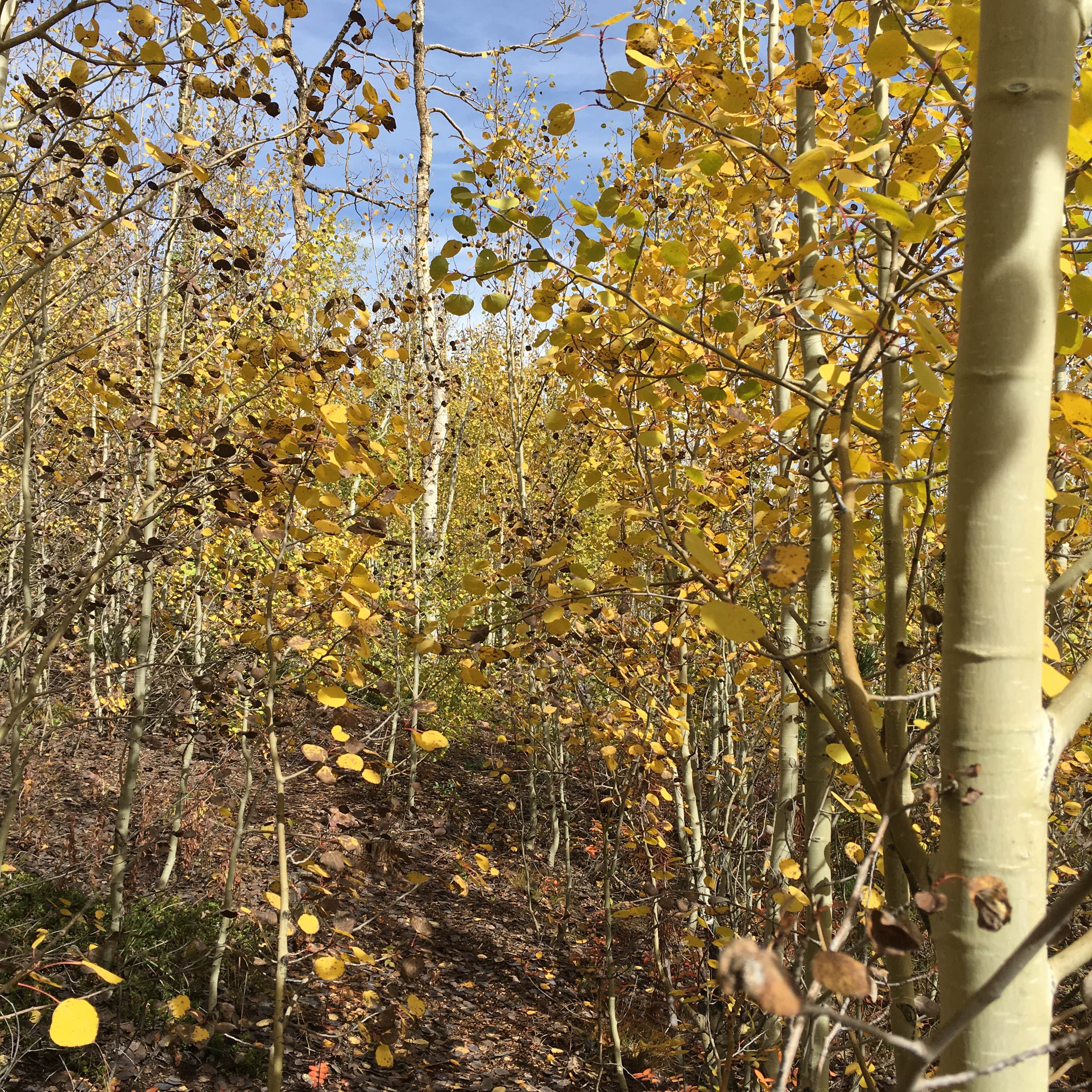 Camper-submitted photo at Reverend's Ridge Campground — Golden Gate Canyon near Evergreen, CO