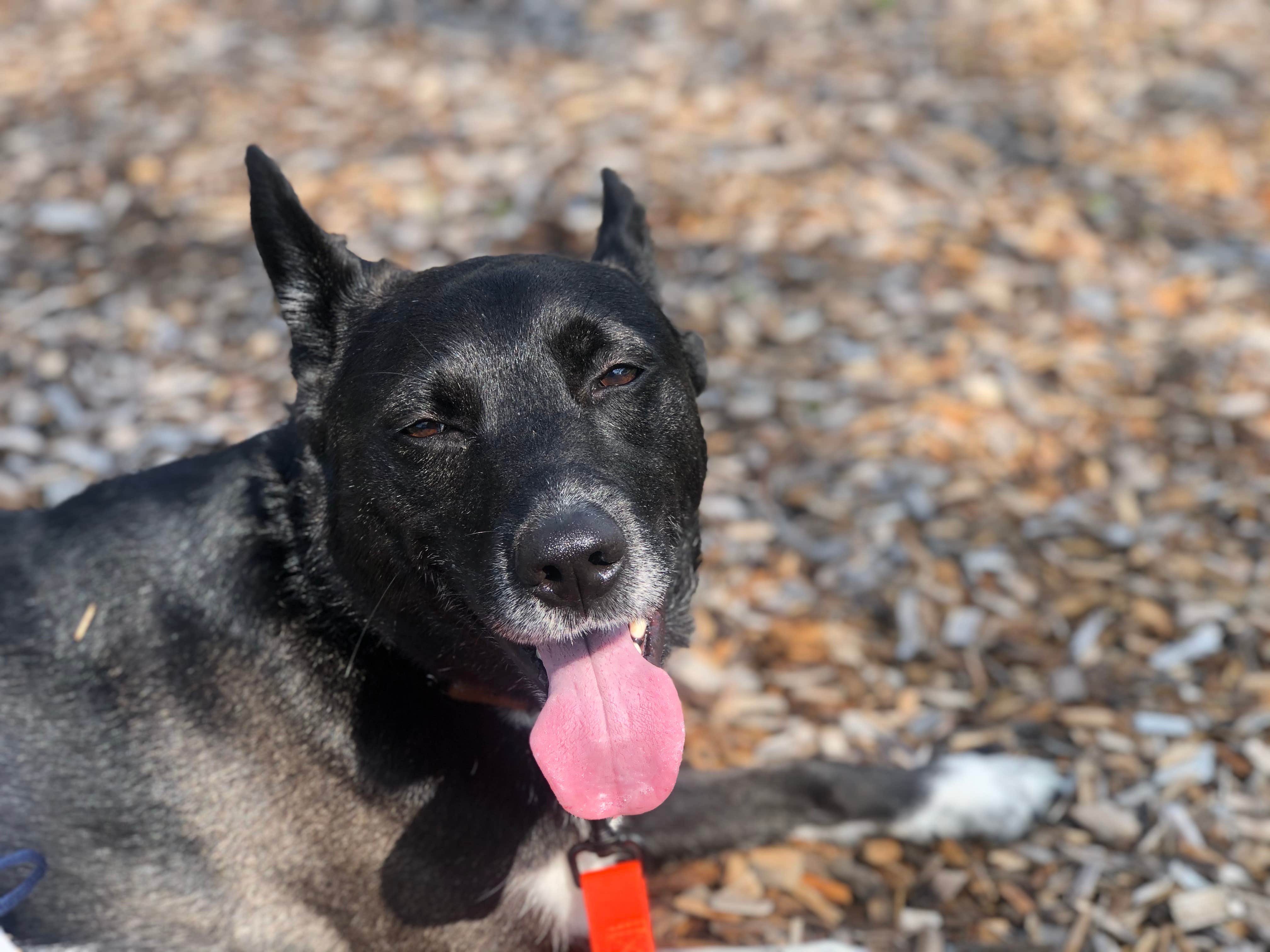Marc W.'s photo of camping with pets at Milton-Madison SE KOA near Oregon, WI