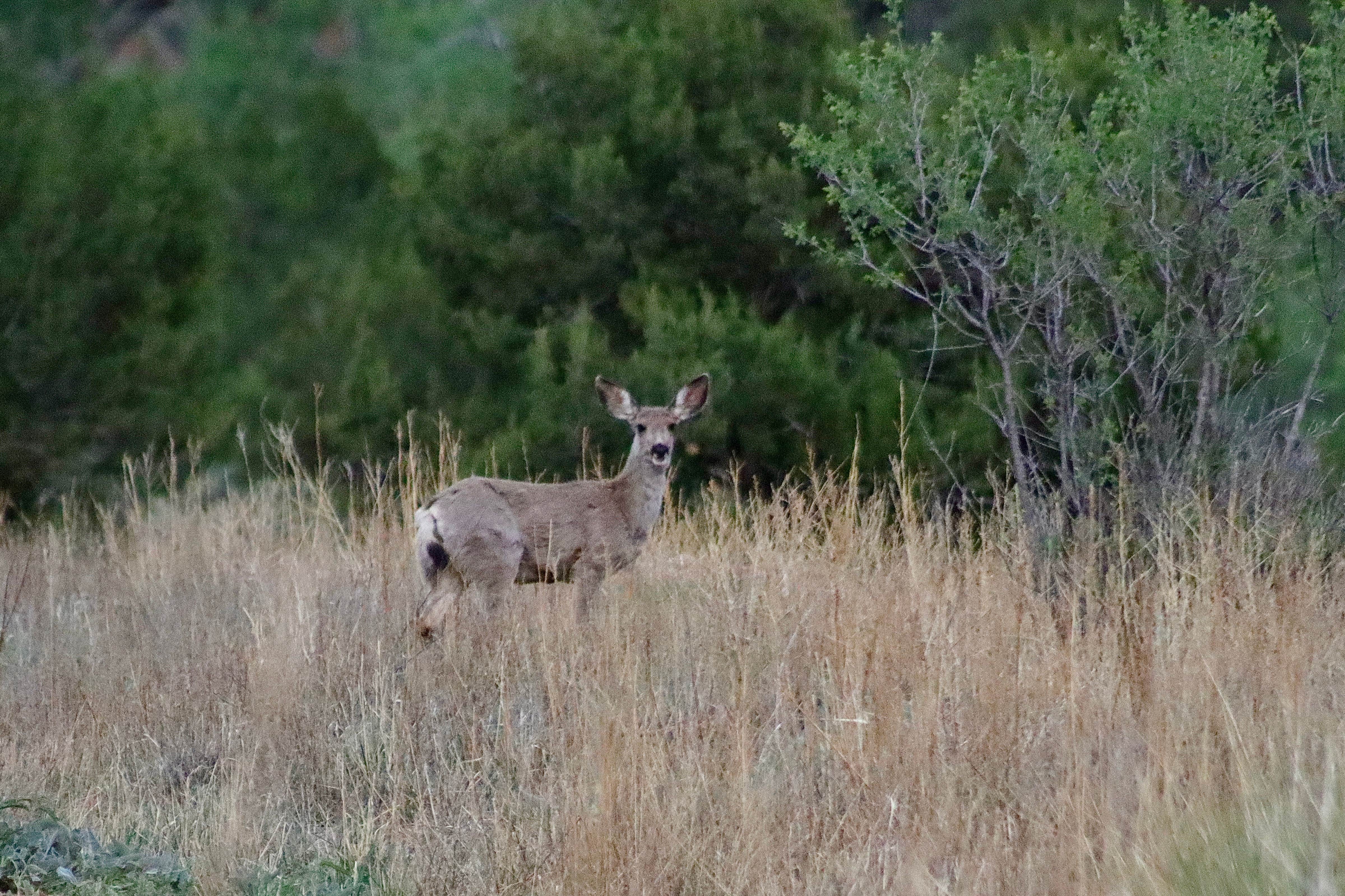 Camper submitted image from Mills Canyon Campground - 4