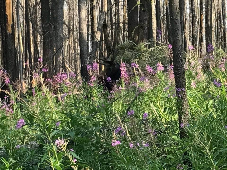 Camper submitted image from Garnet Mountain Fire Lookout - 1