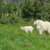 Review photo of St Mary Campground - Glacier National Park — Glacier National Park by Laura S., May 24, 2020