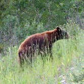 Review photo of St Mary Campground - Glacier National Park — Glacier National Park by Laura S., May 24, 2020