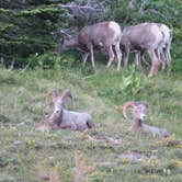 Review photo of St Mary Campground - Glacier National Park — Glacier National Park by Laura S., May 24, 2020