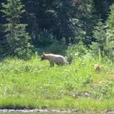 Review photo of St Mary Campground - Glacier National Park — Glacier National Park by Laura S., May 24, 2020