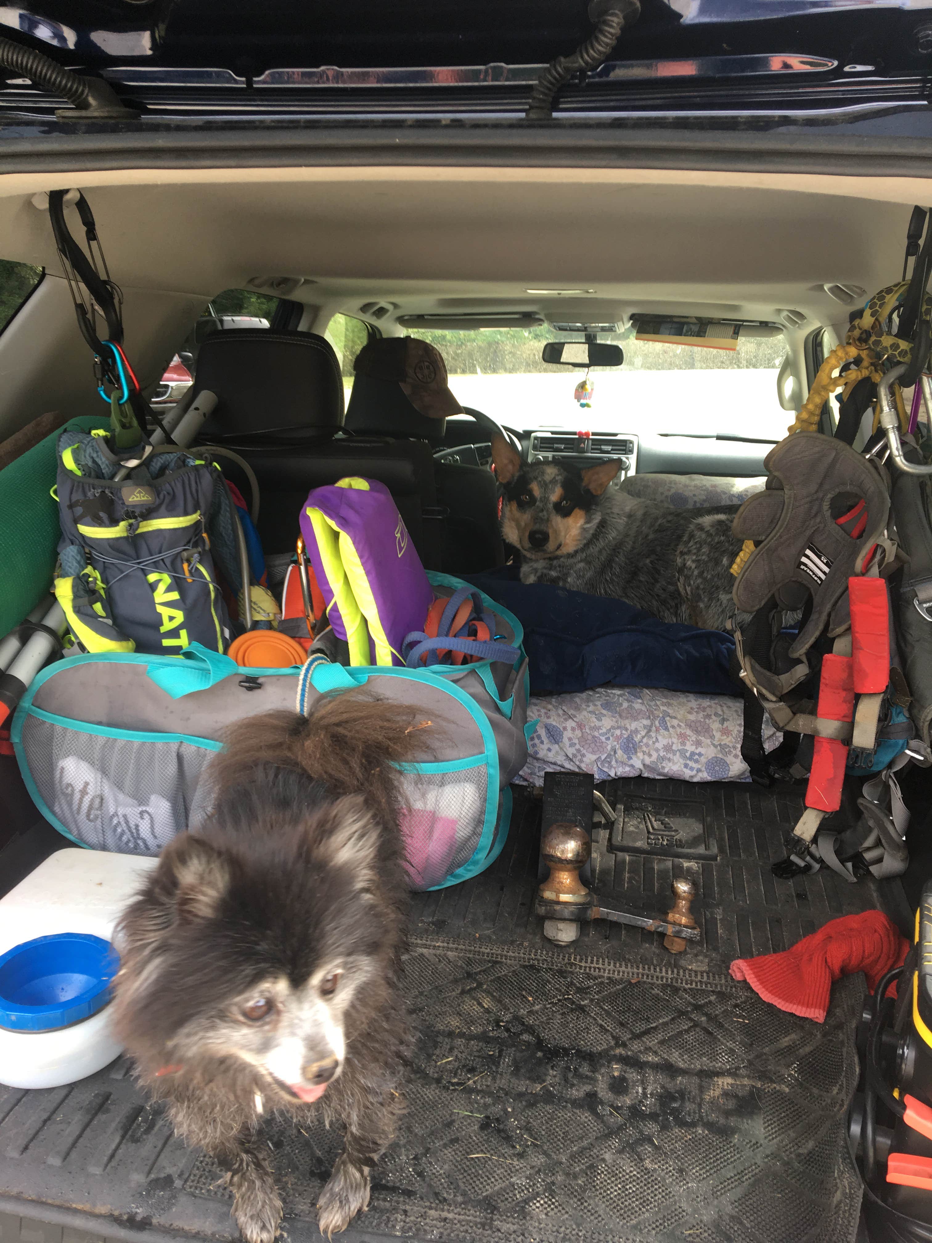 Shelly S.'s photo of camping with pets at Pocahontas City Park near Batesville, AR