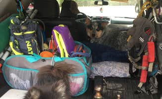 Shelly S.'s photo of camping with pets at Pocahontas City Park near Thayer, MO